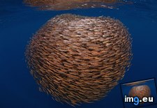 Tags: ball, herring, indonesia, island, kai, kecil (Pict. in Beautiful photos and wallpapers)