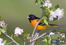 Tags: baltimore, canada, ontario, oriole, park, provincial, rondeau (Pict. in Beautiful photos and wallpapers)