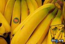 Tags: bananas (Pict. in Hemp)