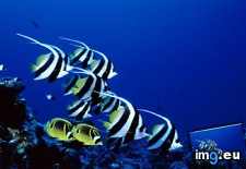 Tags: bannerfish (Pict. in National Geographic Photo Of The Day 2001-2009)