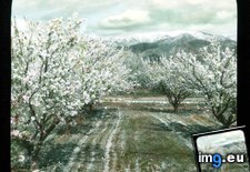 Tags: almond, banning, bloom, california, capped, distance, mountains, orchard, snow, trees (Pict. in Branson DeCou Stock Images)