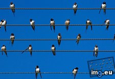Tags: africa, barn, cape, overberg, south, swallows, western, wires (Pict. in Bing Photos November 2012)