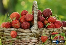 Tags: 1366x768, basket, strawberries, wallpaper (Pict. in Food and Drinks Wallpapers 1366x768)
