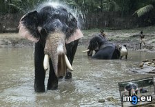 Tags: bathing, elephant (Pict. in National Geographic Photo Of The Day 2001-2009)
