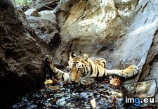 Tags: bathing, tigress (Pict. in National Geographic Photo Of The Day 2001-2009)