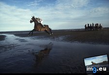 Tags: beach, horse, race (Pict. in National Geographic Photo Of The Day 2001-2009)