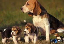 Tags: babies, beagle, mama (Pict. in Beautiful photos and wallpapers)