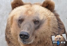 Tags: 1366x768, bear, wallpaper (Pict. in Animals Wallpapers 1366x768)