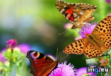Tags: 1366x768, beautiful, butterflies, wallpaper (Pict. in Animals Wallpapers 1366x768)