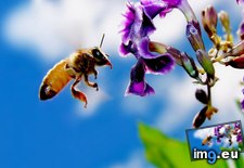 Tags: 1366x768, bee, wallpaper (Pict. in Animals Wallpapers 1366x768)