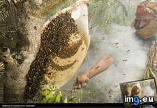 Tags: bangladesh, beekeeper (Pict. in National Geographic Photo Of The Day 2001-2009)