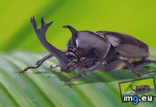 Tags: 1366x768, beetle, wallpaper (Pict. in Animals Wallpapers 1366x768)