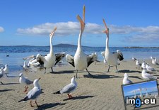Tags: beggars, pelicans, seagulls (Pict. in Beautiful photos and wallpapers)