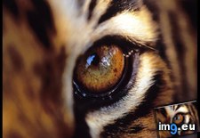 Tags: bengal, eye, tiger (Pict. in National Geographic Photo Of The Day 2001-2009)