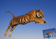 Tags: bengal, tiger (Pict. in 1920x1200 wallpapers HD)