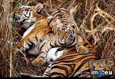 Tags: bengal, tigress (Pict. in National Geographic Photo Of The Day 2001-2009)