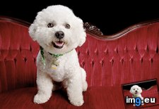 Tags: bichon, frise (Pict. in Beautiful photos and wallpapers)