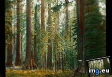 Tags: basin, big, grove, park, redwood, redwoods, sempervirens, sequoia, state (Pict. in Branson DeCou Stock Images)