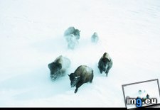 Tags: big, bison (Pict. in National Geographic Photo Of The Day 2001-2009)