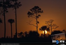 Tags: big, cypress, orange, sunset (Pict. in National Geographic Photo Of The Day 2001-2009)