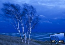 Tags: birch, ignace, lake, michigan, trees (Pict. in Beautiful photos and wallpapers)