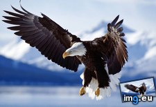 Tags: 1366x768, bird, eagle, wallpaper (Pict. in Animals Wallpapers 1366x768)