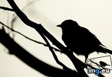 Tags: 1366x768, bird, wallpaper (Pict. in Animals Wallpapers 1366x768)