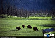 Tags: bison, herd, park, yellowstone (Pict. in National Geographic Photo Of The Day 2001-2009)