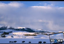 Tags: bison, snowscape (Pict. in National Geographic Photo Of The Day 2001-2009)