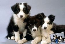 Tags: black, collie, puppies, white (Pict. in Cute Puppies)