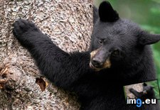 Tags: 1366x768, bear, black, wallpaper (Pict. in Animals Wallpapers 1366x768)