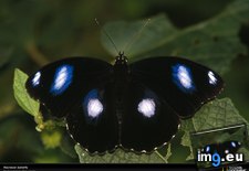 Tags: black, butterfly, polynesia (Pict. in National Geographic Photo Of The Day 2001-2009)