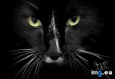 Tags: 1366x768, black, cat, wallpaper (Pict. in Cats and Kitten Wallpapers 1366x768)