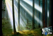 Tags: beams, black, forest, sunlight, woods (Pict. in Branson DeCou Stock Images)