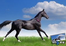 Tags: 1366x768, black, horse, wallpaper (Pict. in Animals Wallpapers 1366x768)