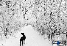 Tags: black, lab, walk, winter (Pict. in Beautiful photos and wallpapers)