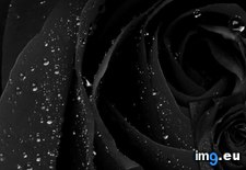 Tags: black, rose (Pict. in Idol6040Dpics)