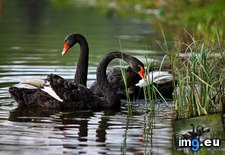Tags: 1366x768, black, swans, wallpaper (Pict. in Animals Wallpapers 1366x768)