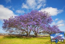 Tags: blooming, hawaii, jacaranda, maui, trees (Pict. in Beautiful photos and wallpapers)