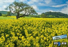 Tags: blooming, california, los, mustard, olivos (Pict. in Beautiful photos and wallpapers)