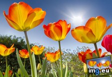 Tags: blooming, tulips (Pict. in Beautiful photos and wallpapers)