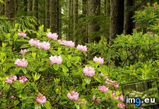 Tags: blooming, forest, national, olympic, rhododendrons, washington, wild (Pict. in Beautiful photos and wallpapers)
