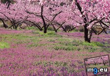 Tags: blossoming, farm, fuefuki, henbit, japan, peach (Pict. in Beautiful photos and wallpapers)