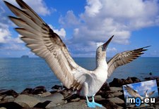 Tags: blue, booby, ecuador, footed, galapagos, islands (Pict. in Beautiful photos and wallpapers)