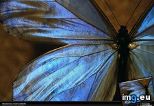 Tags: blue, butterfly, morpho (Pict. in National Geographic Photo Of The Day 2001-2009)