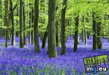 Tags: beech, bluebells, trees (Pict. in 1920x1200 wallpapers HD)