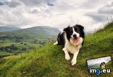 Tags: 1920x1200, collie, green, hills, wallpaper (Pict. in Rehost)