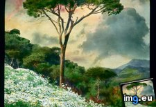 Tags: bordighera, covered, cypress, flowers, hillside, tree, wild (Pict. in Branson DeCou Stock Images)
