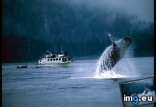 Tags: breaching, whale (Pict. in National Geographic Photo Of The Day 2001-2009)