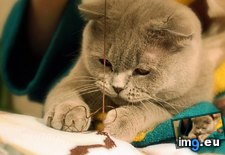 Tags: 1366x768, british, shorthair, wallpaper (Pict. in Cats and Kitten Wallpapers 1366x768)